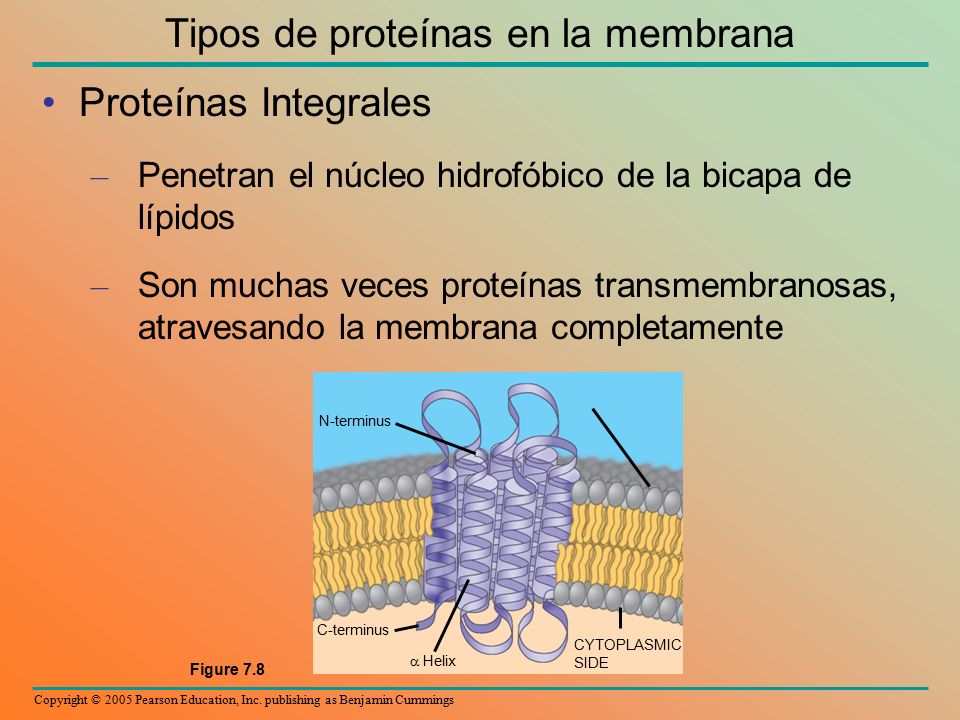 Tipos de proteínas en la membrana
