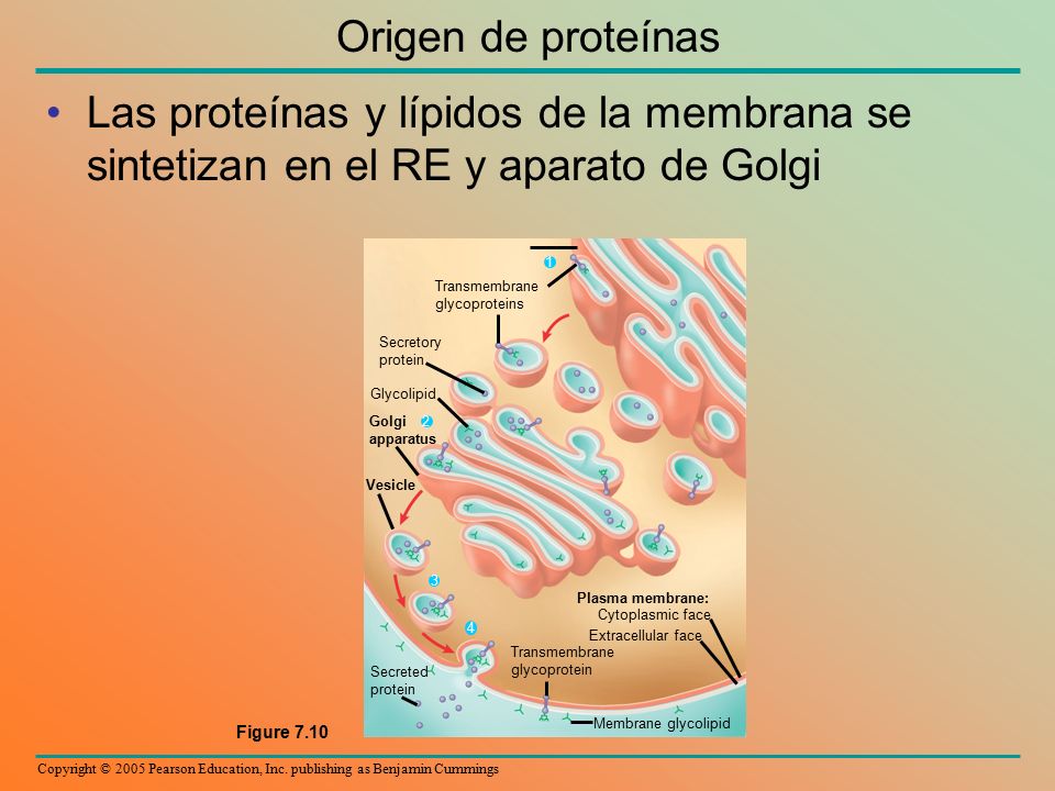 Origen de proteínas Las proteínas y lípidos de la membrana se sintetizan en el RE y aparato de Golgi.