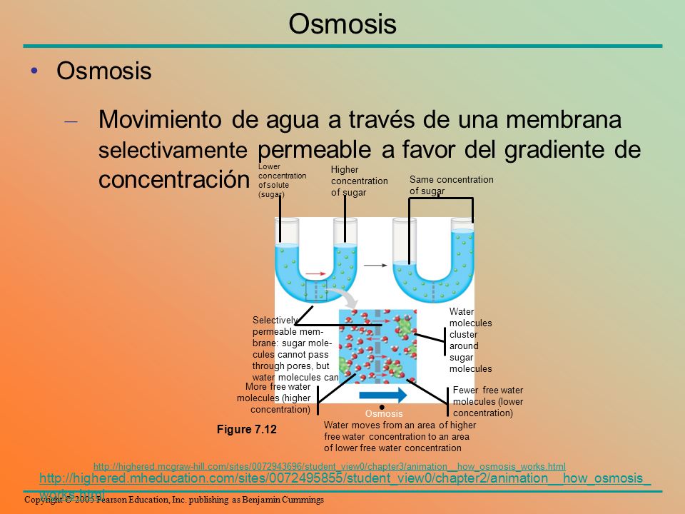 Osmosis Osmosis. Movimiento de agua a través de una membrana selectivamente permeable a favor del gradiente de concentración.