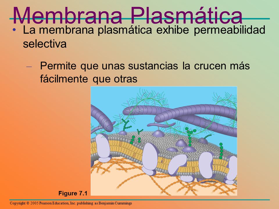 Membrana Plasmática La membrana plasmática exhibe permeabilidad selectiva. Permite que unas sustancias la crucen más fácilmente que otras.