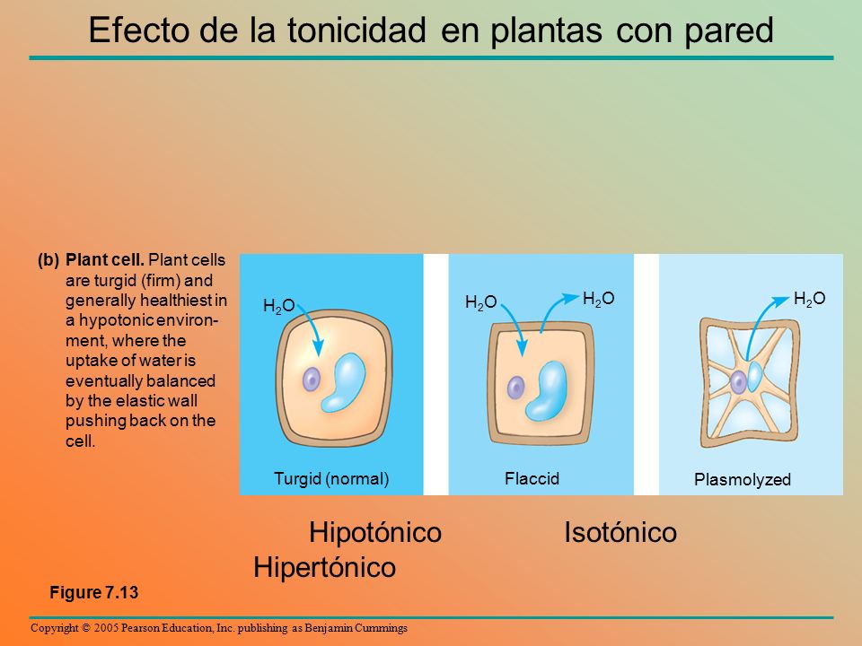 Efecto de la tonicidad en plantas con pared
