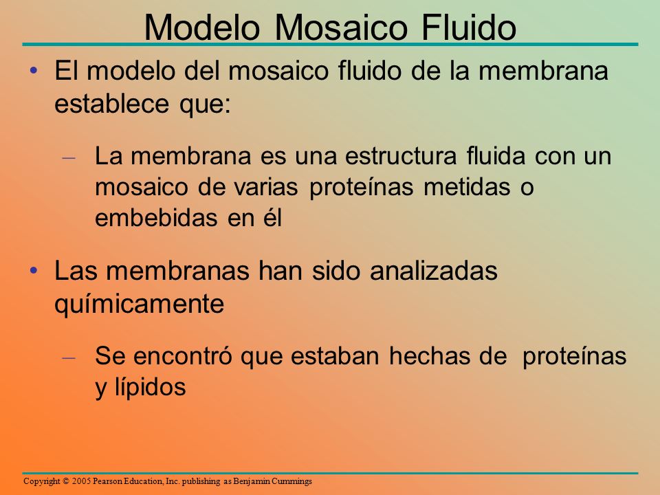 Modelo Mosaico Fluido El modelo del mosaico fluido de la membrana establece que: