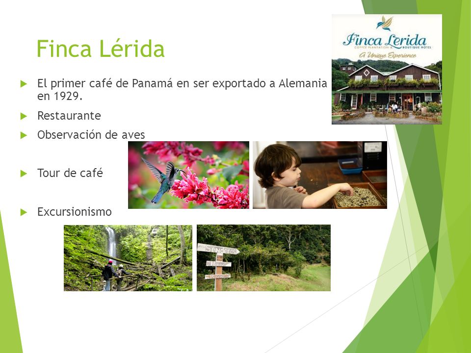 Finca Lérida El primer café de Panamá en ser exportado a Alemania en Restaurante. Observación de aves.