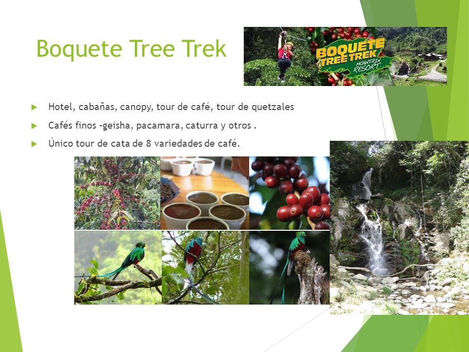Boquete Tree Trek Hotel, cabañas, canopy, tour de café, tour de quetzales. Cafés finos –geisha, pacamara, caturra y otros .