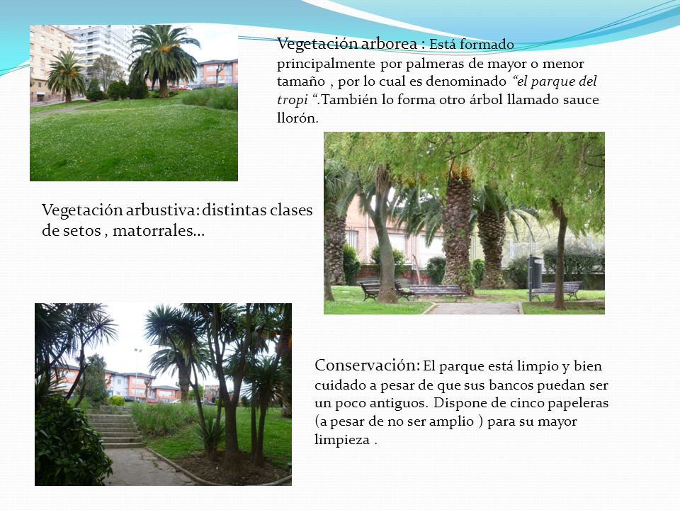 Vegetación arborea : Está formado principalmente por palmeras de mayor o menor tamaño , por lo cual es denominado el parque del tropi .También lo forma otro árbol llamado sauce llorón.