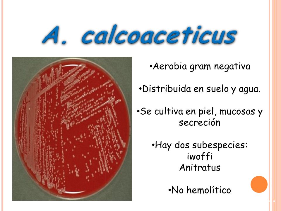 A. calcoaceticus Aerobia gram negativa Distribuida en suelo y agua.