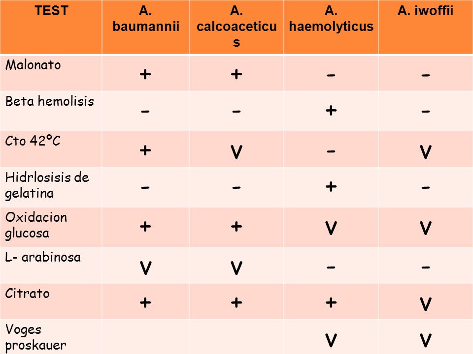 + - v TEST A. baumannii A. calcoaceticus A. haemolyticus A. iwoffii
