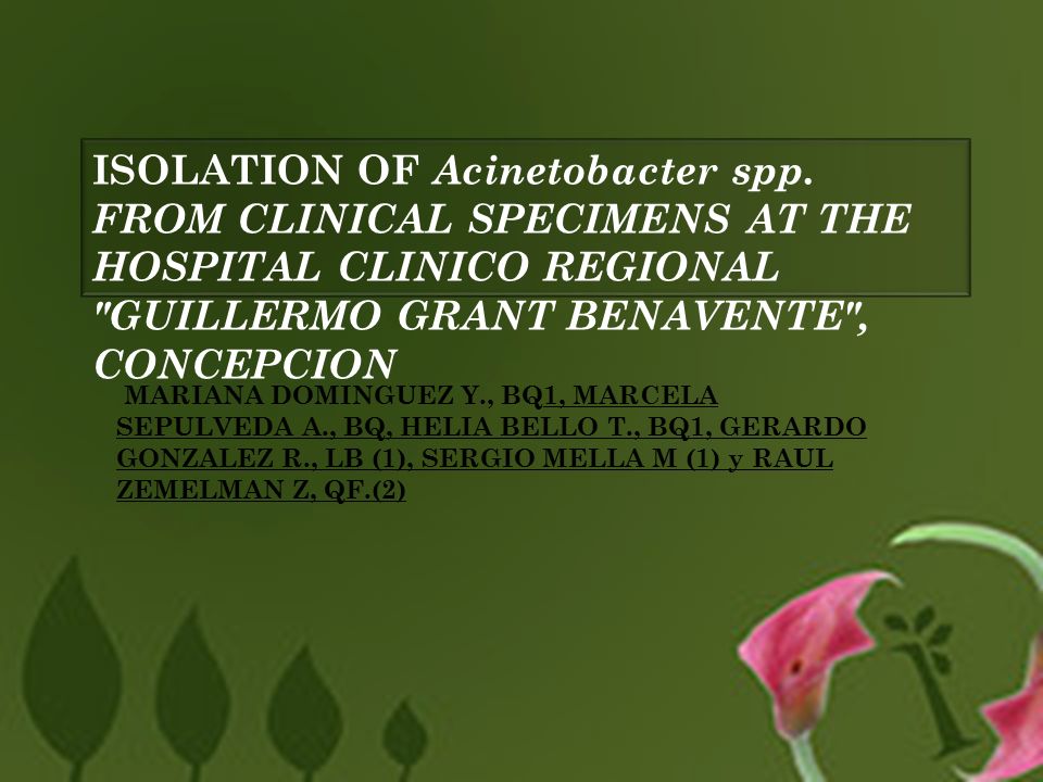 ISOLATION OF Acinetobacter spp