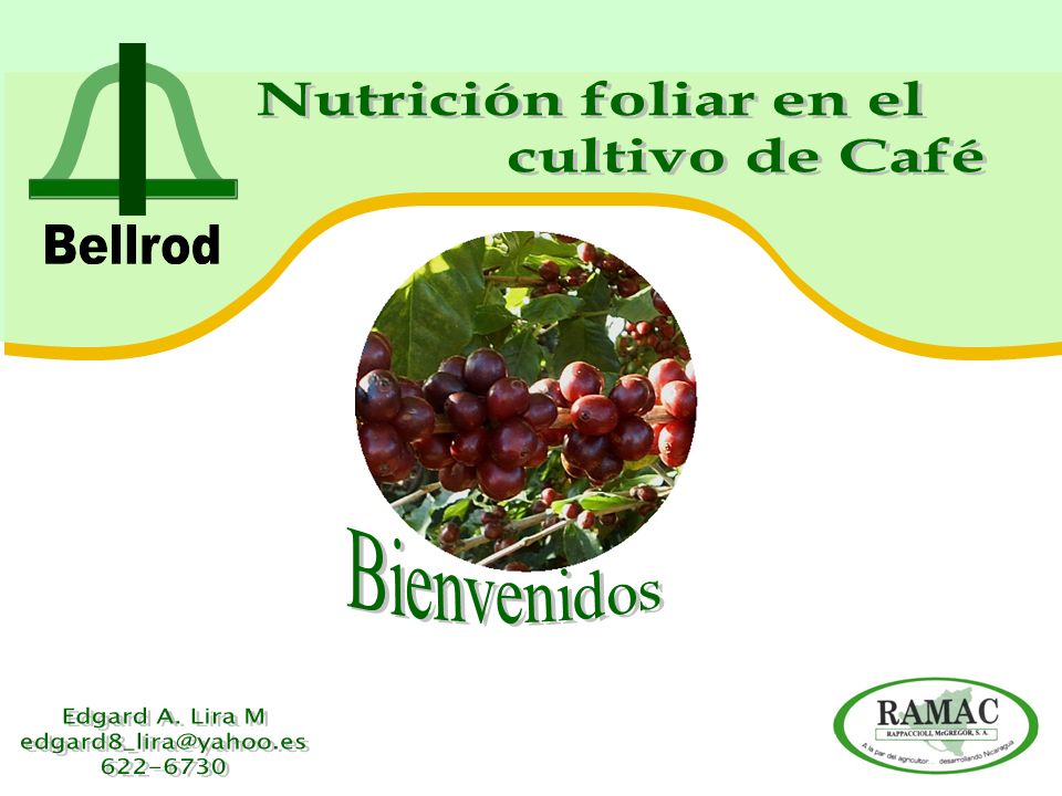 Nutrición foliar en el cultivo de Café Bienvenidos Edgard A. Lira M