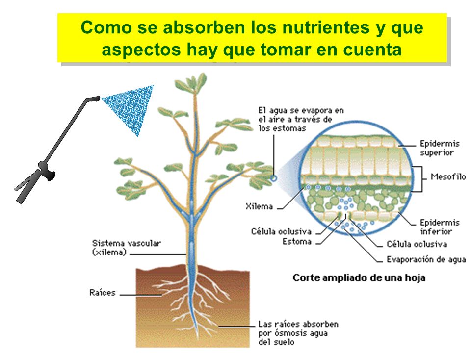Como se absorben los nutrientes y que aspectos hay que tomar en cuenta