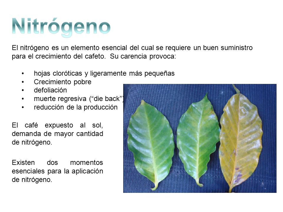 Nitrógeno El nitrógeno es un elemento esencial del cual se requiere un buen suministro para el crecimiento del cafeto. Su carencia provoca: