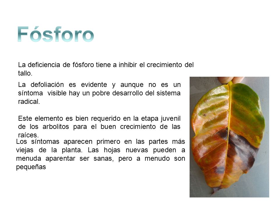 Fósforo La deficiencia de fósforo tiene a inhibir el crecimiento del tallo.