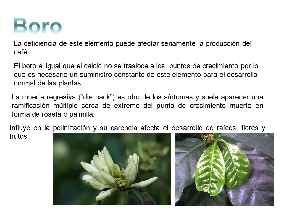 Boro La deficiencia de este elemento puede afectar seriamente la producción del café.