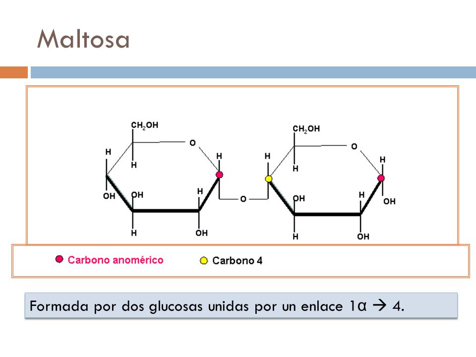 Maltosa Formada por dos glucosas unidas por un enlace 1α  4.