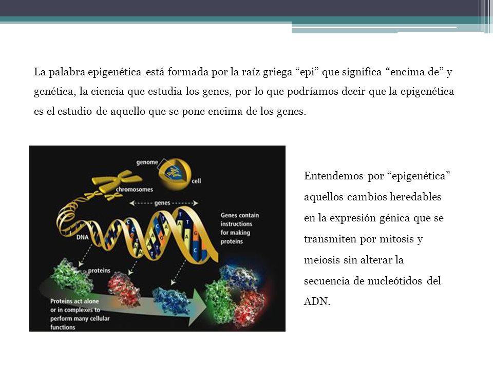 La palabra epigenética está formada por la raíz griega epi que significa encima de y genética, la ciencia que estudia los genes, por lo que podríamos decir que la epigenética es el estudio de aquello que se pone encima de los genes.