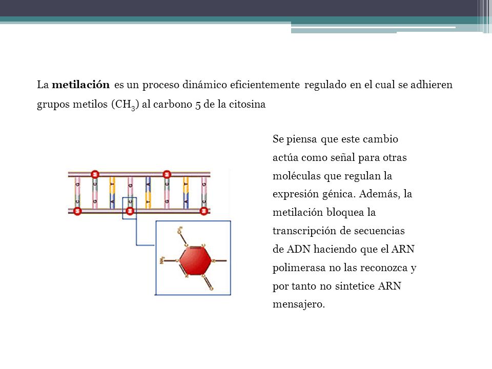 La metilación es un proceso dinámico eficientemente regulado en el cual se adhieren grupos metilos (CH3) al carbono 5 de la citosina