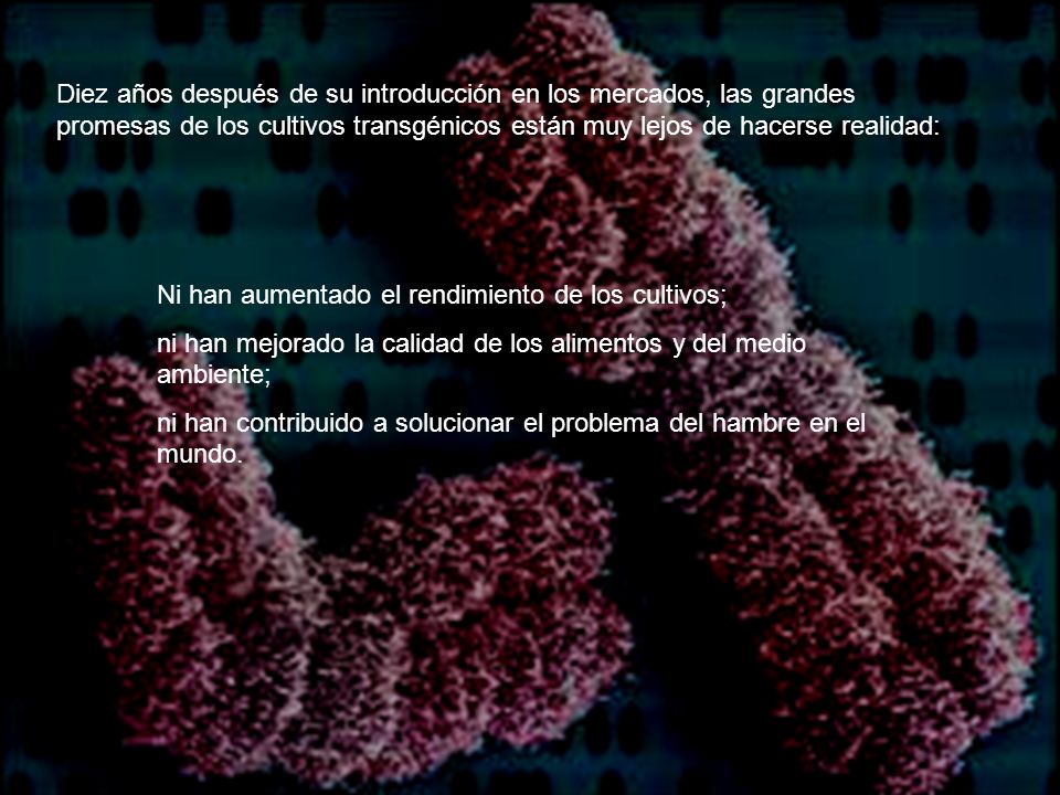 Diez años después de su introducción en los mercados, las grandes promesas de los cultivos transgénicos están muy lejos de hacerse realidad: