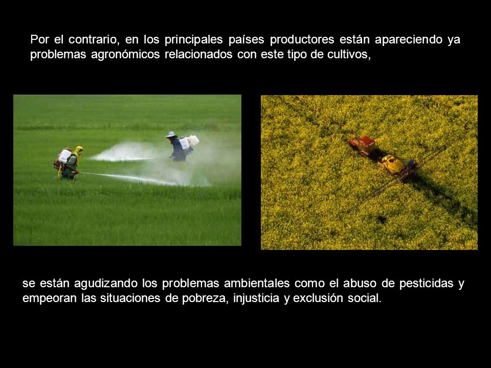 Por el contrario, en los principales países productores están apareciendo ya problemas agronómicos relacionados con este tipo de cultivos,