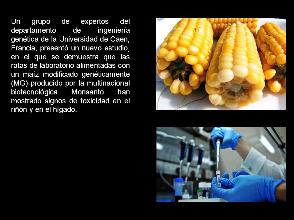 Un grupo de expertos del departamento de ingeniería genética de la Universidad de Caen, Francia, presentó un nuevo estudio, en el que se demuestra que las ratas de laboratorio alimentadas con un maíz modificado genéticamente (MG) producido por la multinacional biotecnológica Monsanto han mostrado signos de toxicidad en el riñón y en el hígado.