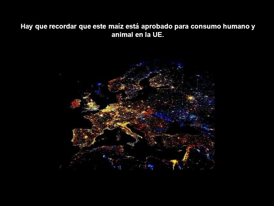 Hay que recordar que este maíz está aprobado para consumo humano y animal en la UE.