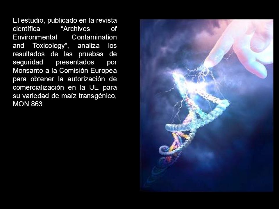 El estudio, publicado en la revista científica Archives of Environmental Contamination and Toxicology , analiza los resultados de las pruebas de seguridad presentados por Monsanto a la Comisión Europea para obtener la autorización de comercialización en la UE para su variedad de maíz transgénico, MON 863.