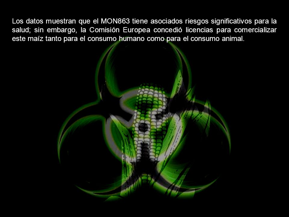 Los datos muestran que el MON863 tiene asociados riesgos significativos para la salud; sin embargo, la Comisión Europea concedió licencias para comercializar este maíz tanto para el consumo humano como para el consumo animal.