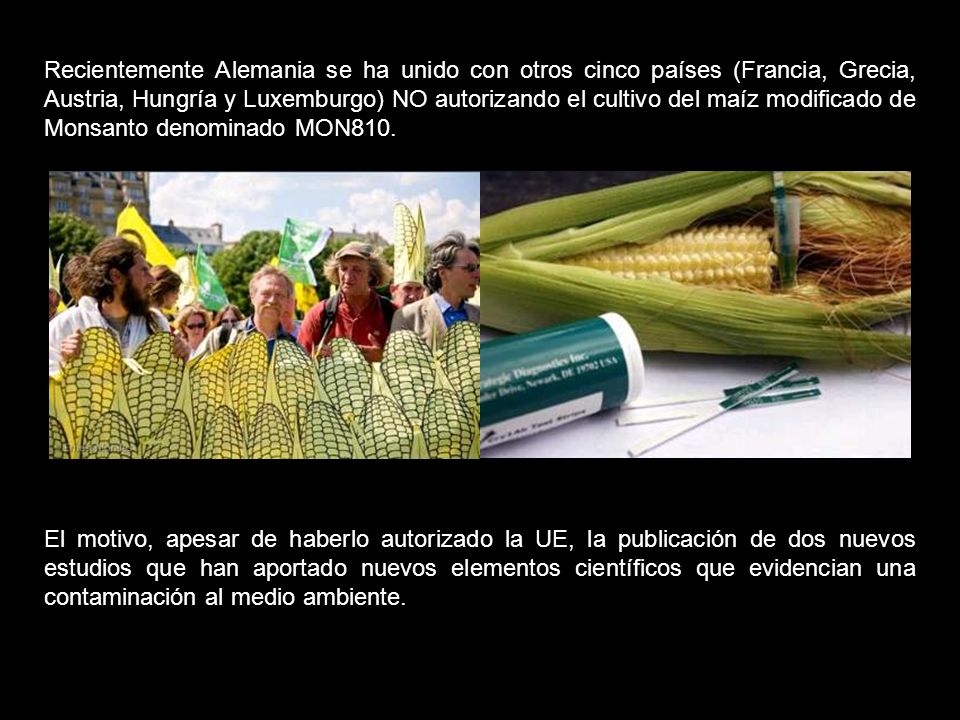 Recientemente Alemania se ha unido con otros cinco países (Francia, Grecia, Austria, Hungría y Luxemburgo) NO autorizando el cultivo del maíz modificado de Monsanto denominado MON810.