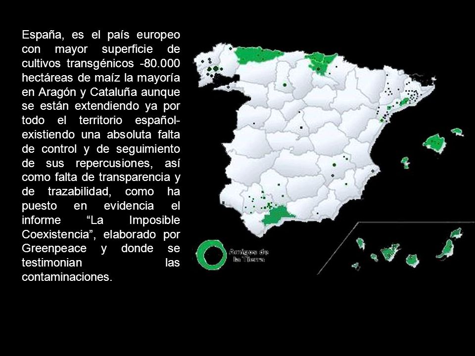 España, es el país europeo con mayor superficie de cultivos transgénicos hectáreas de maíz la mayoría en Aragón y Cataluña aunque se están extendiendo ya por todo el territorio español- existiendo una absoluta falta de control y de seguimiento de sus repercusiones, así como falta de transparencia y de trazabilidad, como ha puesto en evidencia el informe La Imposible Coexistencia , elaborado por Greenpeace y donde se testimonian las contaminaciones.