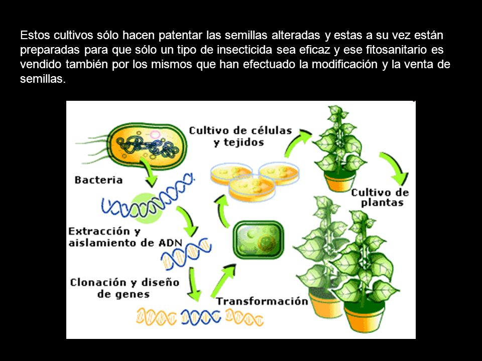 Estos cultivos sólo hacen patentar las semillas alteradas y estas a su vez están preparadas para que sólo un tipo de insecticida sea eficaz y ese fitosanitario es vendido también por los mismos que han efectuado la modificación y la venta de semillas.