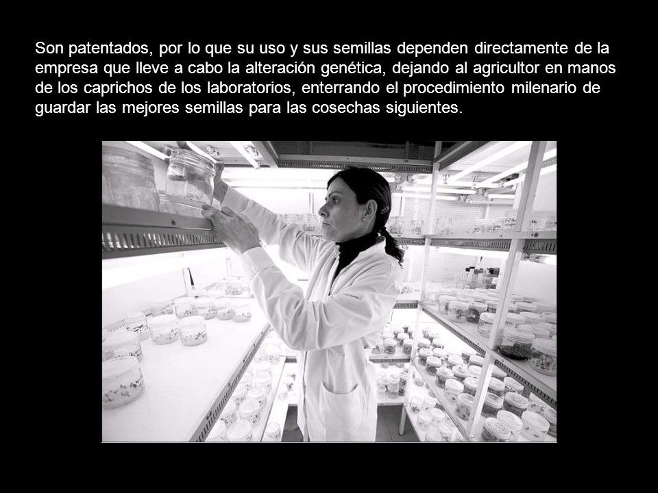 Son patentados, por lo que su uso y sus semillas dependen directamente de la empresa que lleve a cabo la alteración genética, dejando al agricultor en manos de los caprichos de los laboratorios, enterrando el procedimiento milenario de guardar las mejores semillas para las cosechas siguientes.