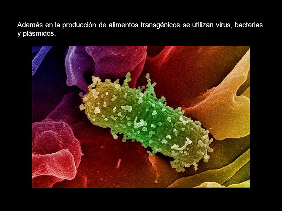 Además en la producción de alimentos transgénicos se utilizan virus, bacterias y plásmidos.