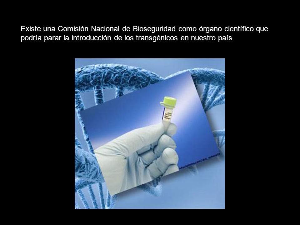 Existe una Comisión Nacional de Bioseguridad como órgano científico que podría parar la introducción de los transgénicos en nuestro país.