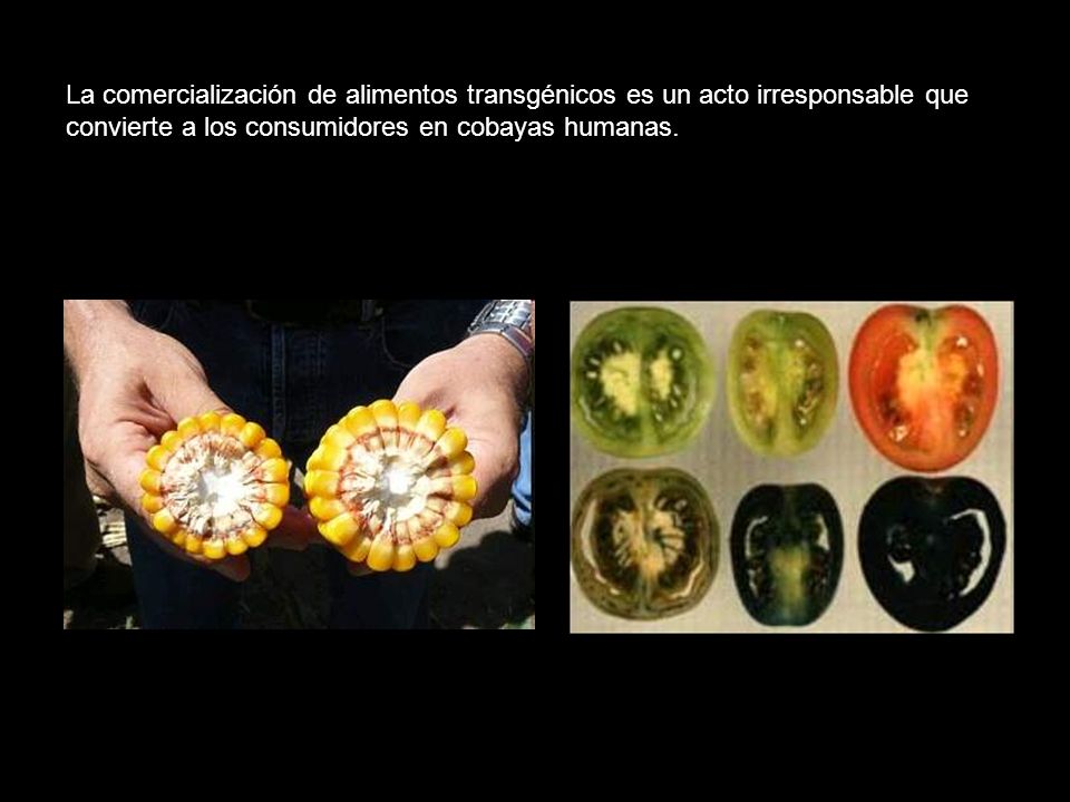 La comercialización de alimentos transgénicos es un acto irresponsable que convierte a los consumidores en cobayas humanas.