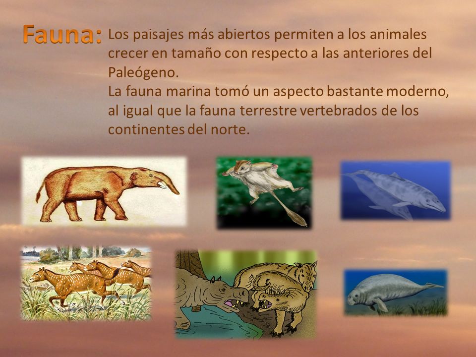 Fauna: Los paisajes más abiertos permiten a los animales crecer en tamaño con respecto a las anteriores del Paleógeno.