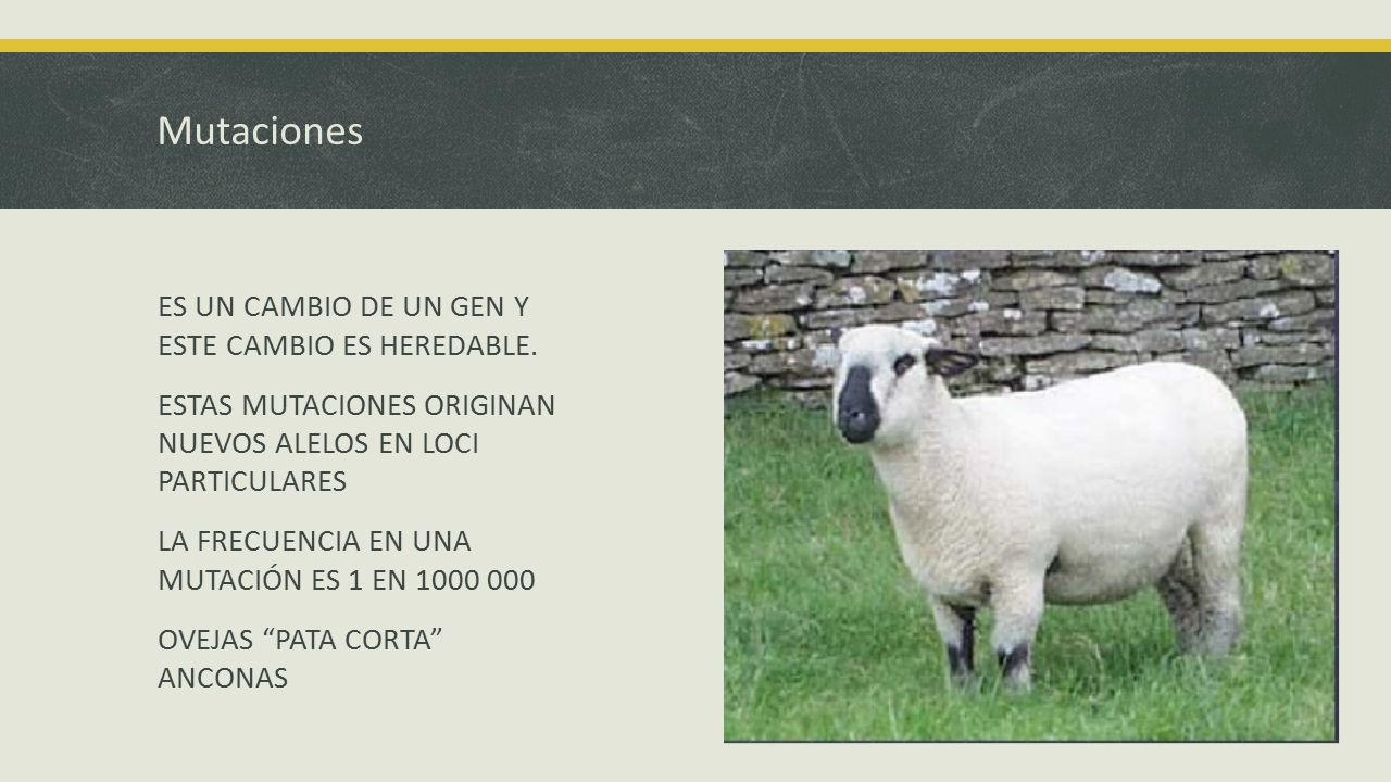 Mutaciones ES UN CAMBIO DE UN GEN Y ESTE CAMBIO ES HEREDABLE.