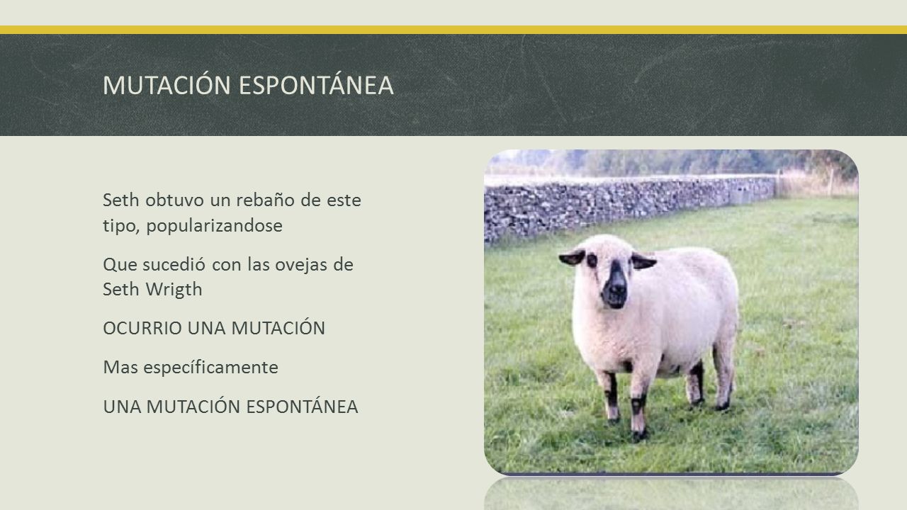 MUTACIÓN ESPONTÁNEA Seth obtuvo un rebaño de este tipo, popularizandose. Que sucedió con las ovejas de Seth Wrigth.