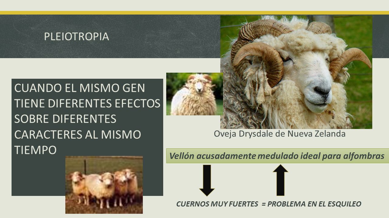 PLEIOTROPIA CUANDO EL MISMO GEN TIENE DIFERENTES EFECTOS SOBRE DIFERENTES CARACTERES AL MISMO TIEMPO.