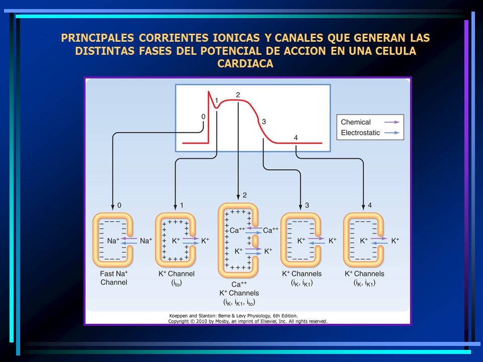 PRINCIPALES CORRIENTES IONICAS Y CANALES QUE GENERAN LAS DISTINTAS FASES DEL POTENCIAL DE ACCION EN UNA CELULA CARDIACA