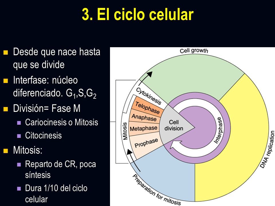 3. El ciclo celular Desde que nace hasta que se divide