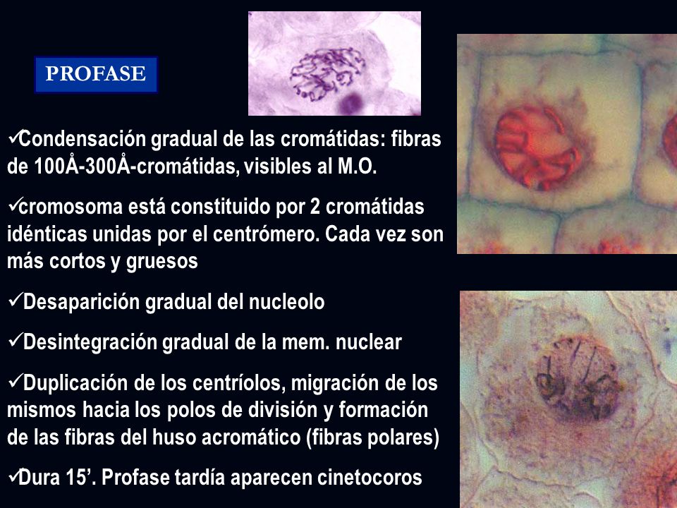 PROFASE Condensación gradual de las cromátidas: fibras de 100Å-300Å-cromátidas, visibles al M.O.