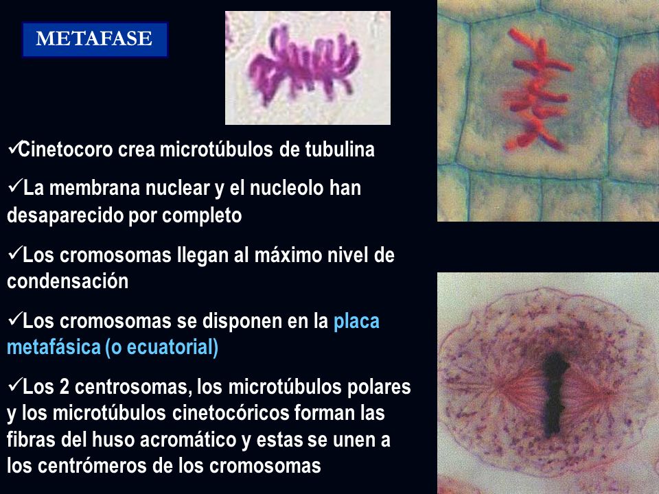 METAFASE Cinetocoro crea microtúbulos de tubulina. La membrana nuclear y el nucleolo han desaparecido por completo.
