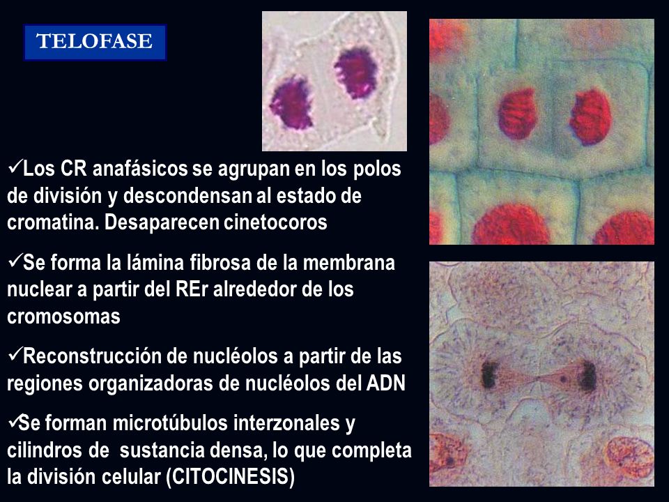 TELOFASE Los CR anafásicos se agrupan en los polos de división y descondensan al estado de cromatina. Desaparecen cinetocoros.