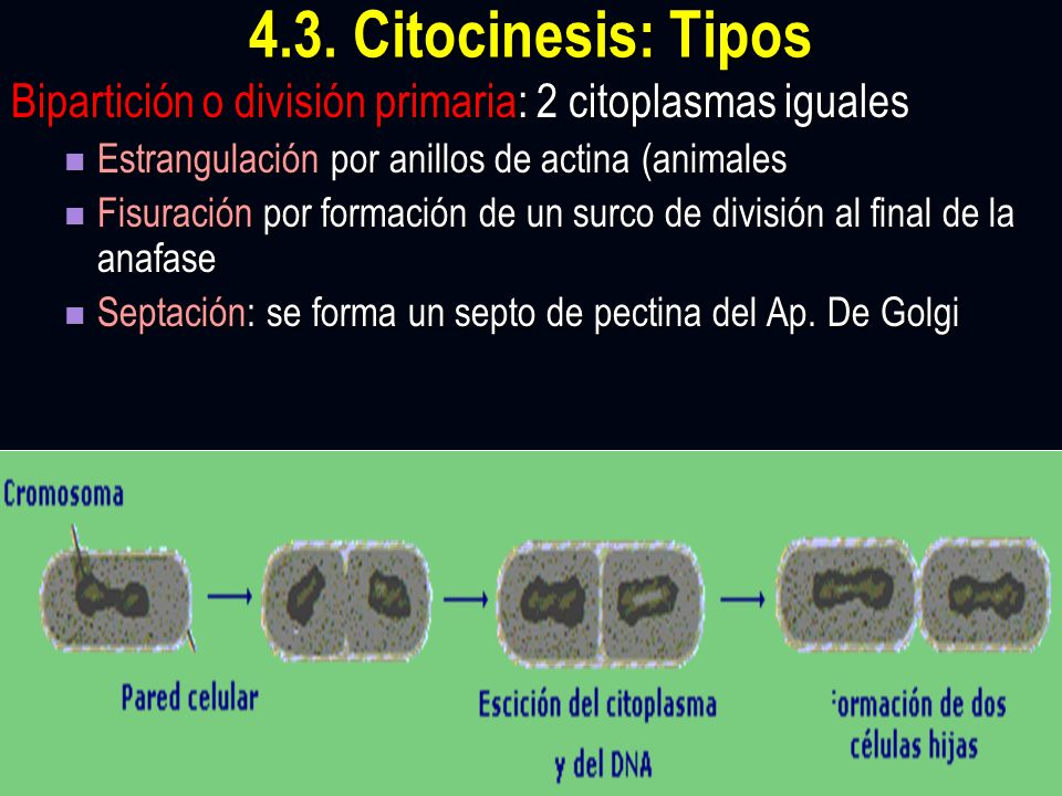 4.3. Citocinesis: Tipos Bipartición o división primaria: 2 citoplasmas iguales. Estrangulación por anillos de actina (animales.