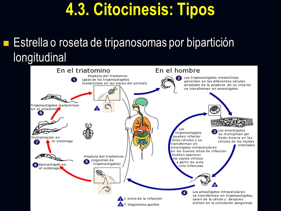 4.3. Citocinesis: Tipos Estrella o roseta de tripanosomas por bipartición longitudinal