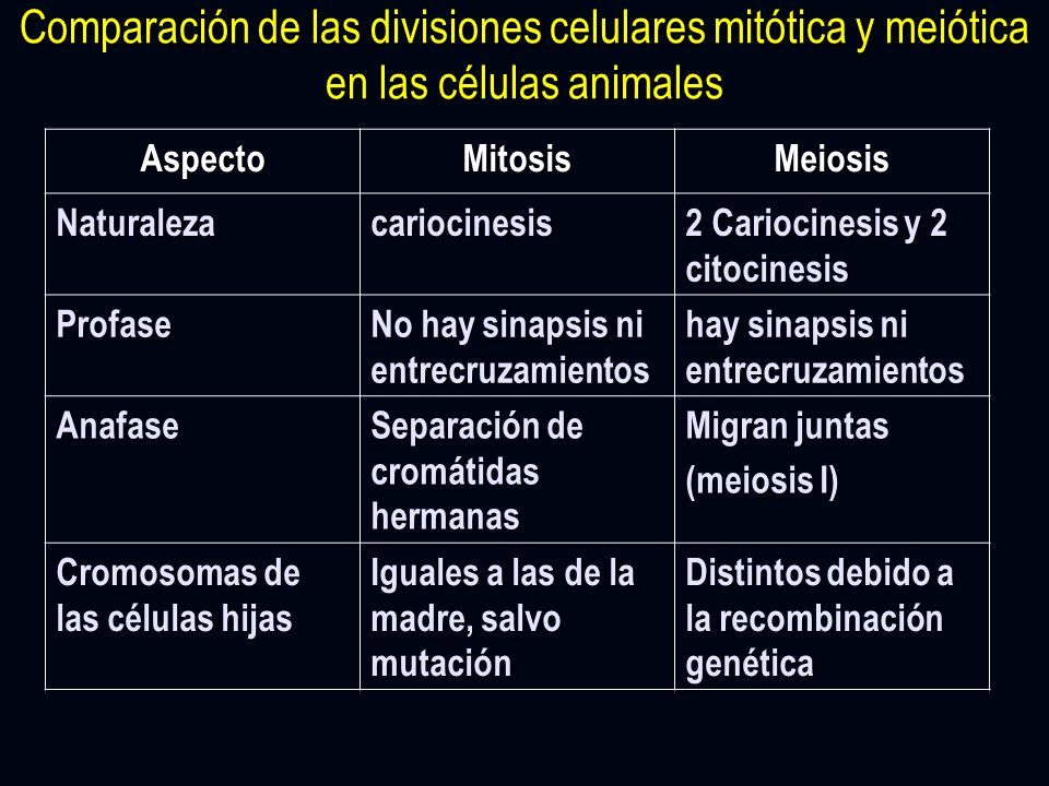 Comparación de las divisiones celulares mitótica y meiótica en las células animales