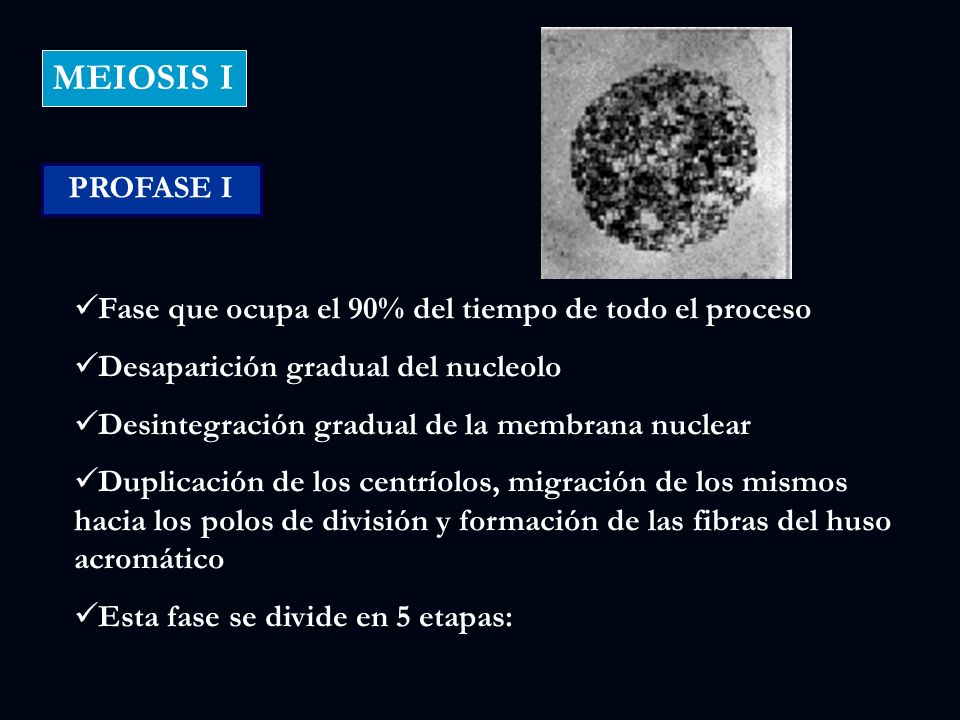 MEIOSIS I PROFASE I. Fase que ocupa el 90% del tiempo de todo el proceso. Desaparición gradual del nucleolo.
