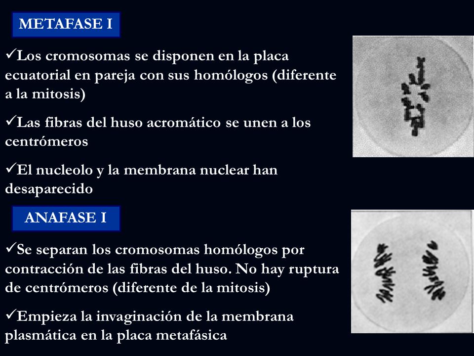 METAFASE I Los cromosomas se disponen en la placa ecuatorial en pareja con sus homólogos (diferente a la mitosis)
