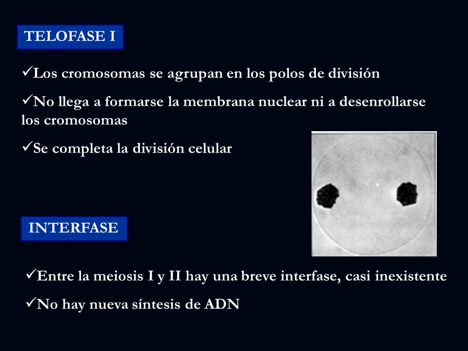 TELOFASE I Los cromosomas se agrupan en los polos de división. No llega a formarse la membrana nuclear ni a desenrollarse los cromosomas.
