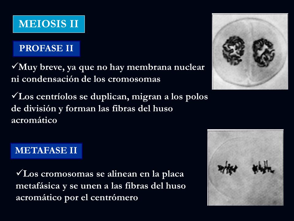 MEIOSIS II PROFASE II. Muy breve, ya que no hay membrana nuclear ni condensación de los cromosomas.