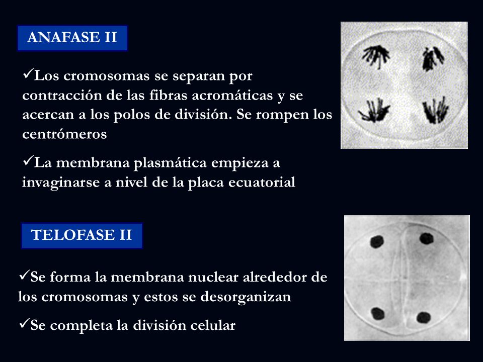 ANAFASE II Los cromosomas se separan por contracción de las fibras acromáticas y se acercan a los polos de división. Se rompen los centrómeros.